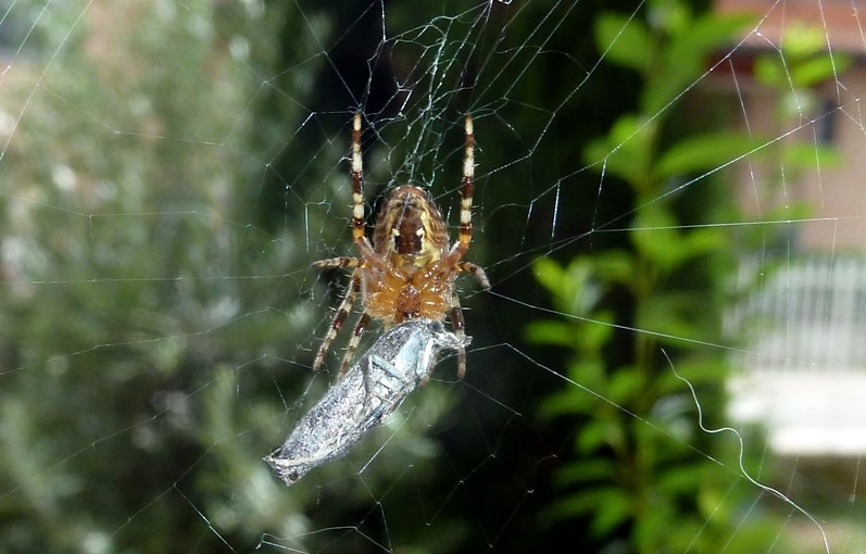 Predatori di farfalle